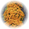 Саженец хризантемы мультифлора Плутония