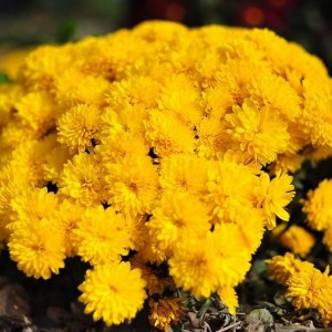 Саженец хризантемы мультифлора Солнышко (Желтая )