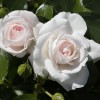 Саженец парковой розы Аспирин Розе