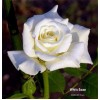 Саженец чайно-гибридной розы Белая лебедь
