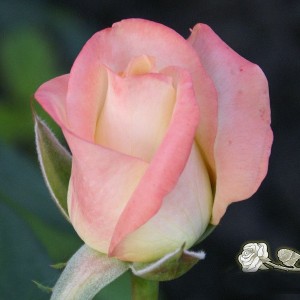 Саженец чайно-гибридной розы Белла Перл (Belle Perle)