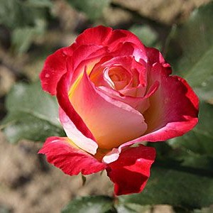 Саженец чайно-гибридной розы Биколетте (Bicolette)