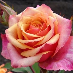 Саженец чайно-гибридной розы Черри Бренди