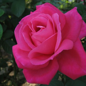 Саженец чайно-гибридной розы Экскалибур