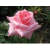 Саженец чайно-гибридной розы Эйфель Тауэр