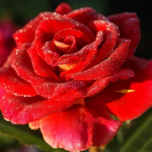 Саженец чайно-гибридной розы Фидибус (Fidibus)