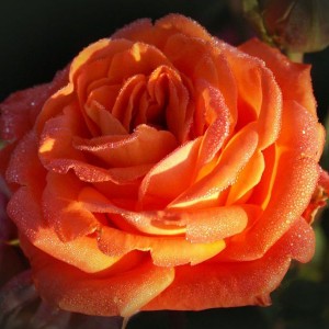Саженец чайно-гибридной розы Фольклор (Folklore)