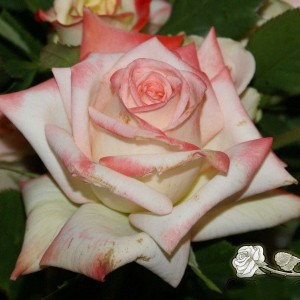 Саженец чайно-гибридной розы Императрица Фарах