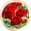 Саженец канадской розы Хоуп фо Хьюманити