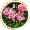 Саженец канадской розы Прейри Джой