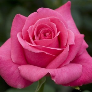 Саженец чайно-гибридной розы Каприз дэ Мейян (Caprice de Meilland)
