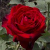 Саженец чайно-гибридной розы Лавли Ред (Lovely Red)