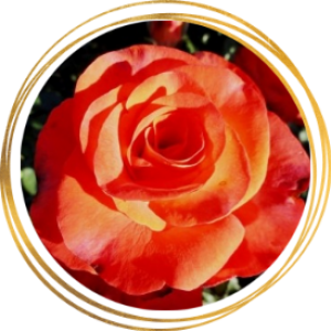Саженец шраб розы Леонидас
