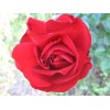 Саженец розы флорибунды Лили Марлен