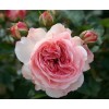 Саженец розы флорибунды Мария Терезия