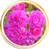 Саженец шраб розы Мелина