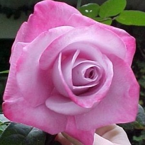 Саженец чайно-гибридной розы Пинк Парадайз (Pink Paradise)