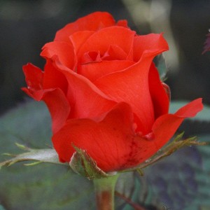 Саженец чайно-гибридной розы Роял Массай (Royal Massay)