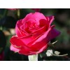 Саженец чайно-гибридной розы Шокинг Версилия