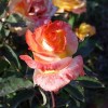 Саженец чайно-гибридной розы Солидор