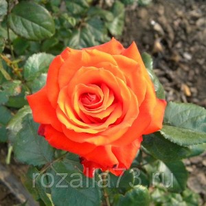 Саженец чайно-гибридной розы Верано