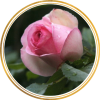 Саженец штамбовой розы Эден Роуз