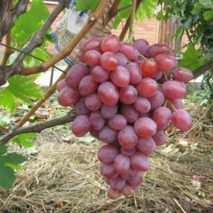Саженец винограда Анюта (Ранний/Розовый)