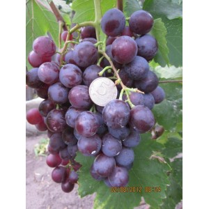 Саженец винограда Аюта (Ранний/Фиолетовый)