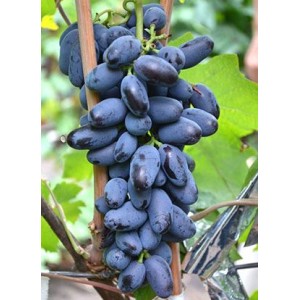 Саженец винограда Байконур (Ранний/Фиолетовый)