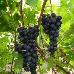 Саженец винограда Дачный (Поздний/Черный)