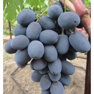 Саженец винограда Фуршетный (Средний/Фиолетовый)