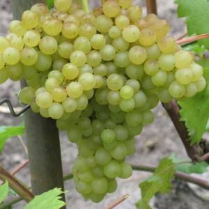 Саженец винограда 342 - Кишмиш (Ранний/Белый)