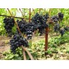 Саженец винограда Аленушка - Кишмиш (Средний/Черный)