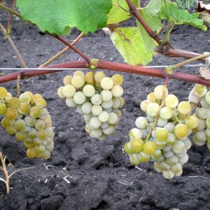 Саженец винограда Ниагара - Кишмиш (Ранний/Белый)