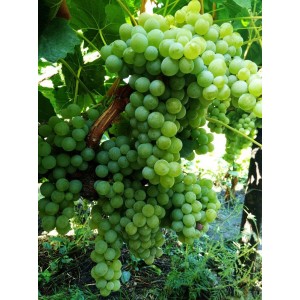 Саженец винограда Спартанец - Кишмиш (Ранний/Белый)