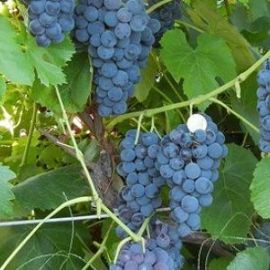 Саженец винограда Венера - Кишмиш (Ранний/Фиолетовый)