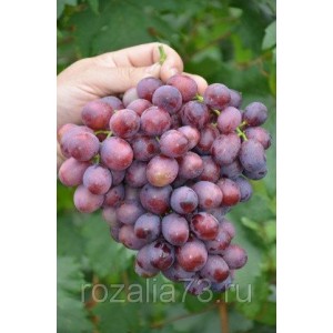 Саженец винограда Лада (Ранний/Розовый)