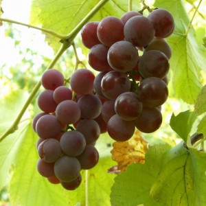 Саженец винограда Лидия (Средний/Красный)