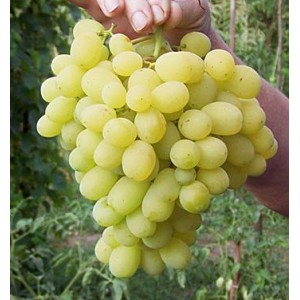Саженец винограда Лора (Ранний/Белый)