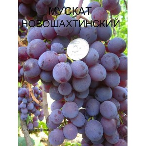 Саженец винограда Новошахтинский (Ранний/Красный)
