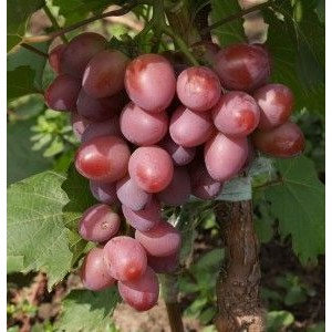 Саженец винограда Парижанка (Ранний/Красный)