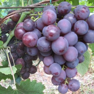 Саженец винограда Рошфор (Ранний/Фиолетовый)