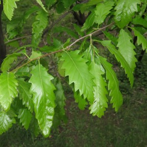 Саженец дуба Каштанолистный 40-60 см