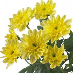 Саженец среднецветковой хризантемы Балтика (Желтая )