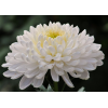 Саженец крупноцветковой хризантемы Газель