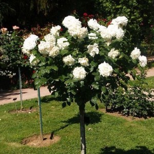 Саженцы штамбовой розы (3 шт. ) Роза Аннапюрна