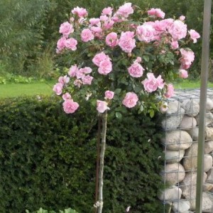 Комплект из 3-х штамбовых роз Боника (Bonica)
