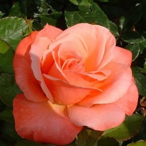 Саженцы розы штамбовой (3 шт. ) Роза Сильве Джюбилей (Silver Jubilee) 