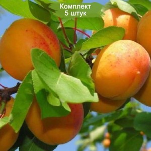 Саженцы абрикоса Монастырский (средний) -  5 шт.