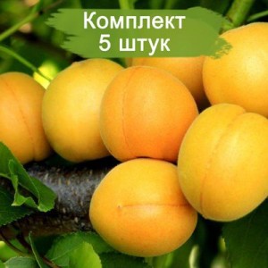 Саженцы абрикоса Царский -  5 шт.